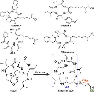 Selective Inhibition of HDAC1 by Macrocyclic Polypeptide for the Treatment of Glioblastoma: A Binding Mechanistic Analysis Based on Molecular Dynamics